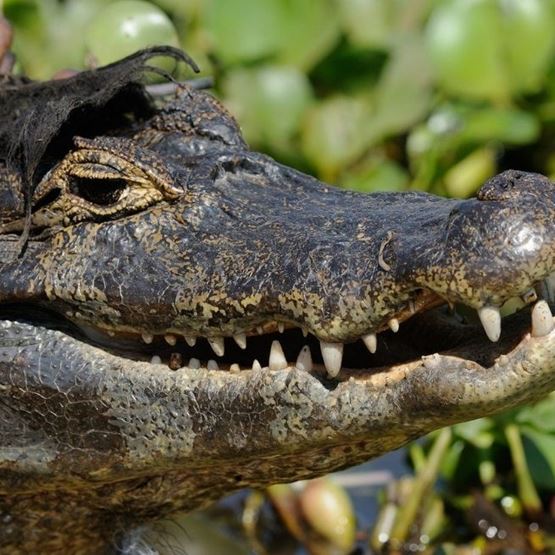Gros plan sur la tête d'un crocodile, mettant en évidence son œil, ses écailles et ses dents.