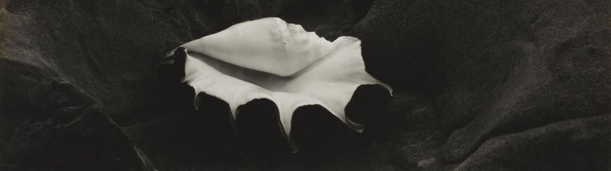 Coquillage blanc posé sur un paysage minéral sombre, composition photographique en noir et blanc à l’esthétique surréaliste.