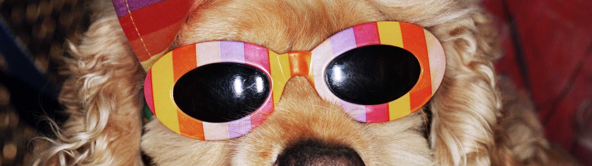 Un chien portant des lunettes de soleil colorées et un chapeau aux couleurs vives.