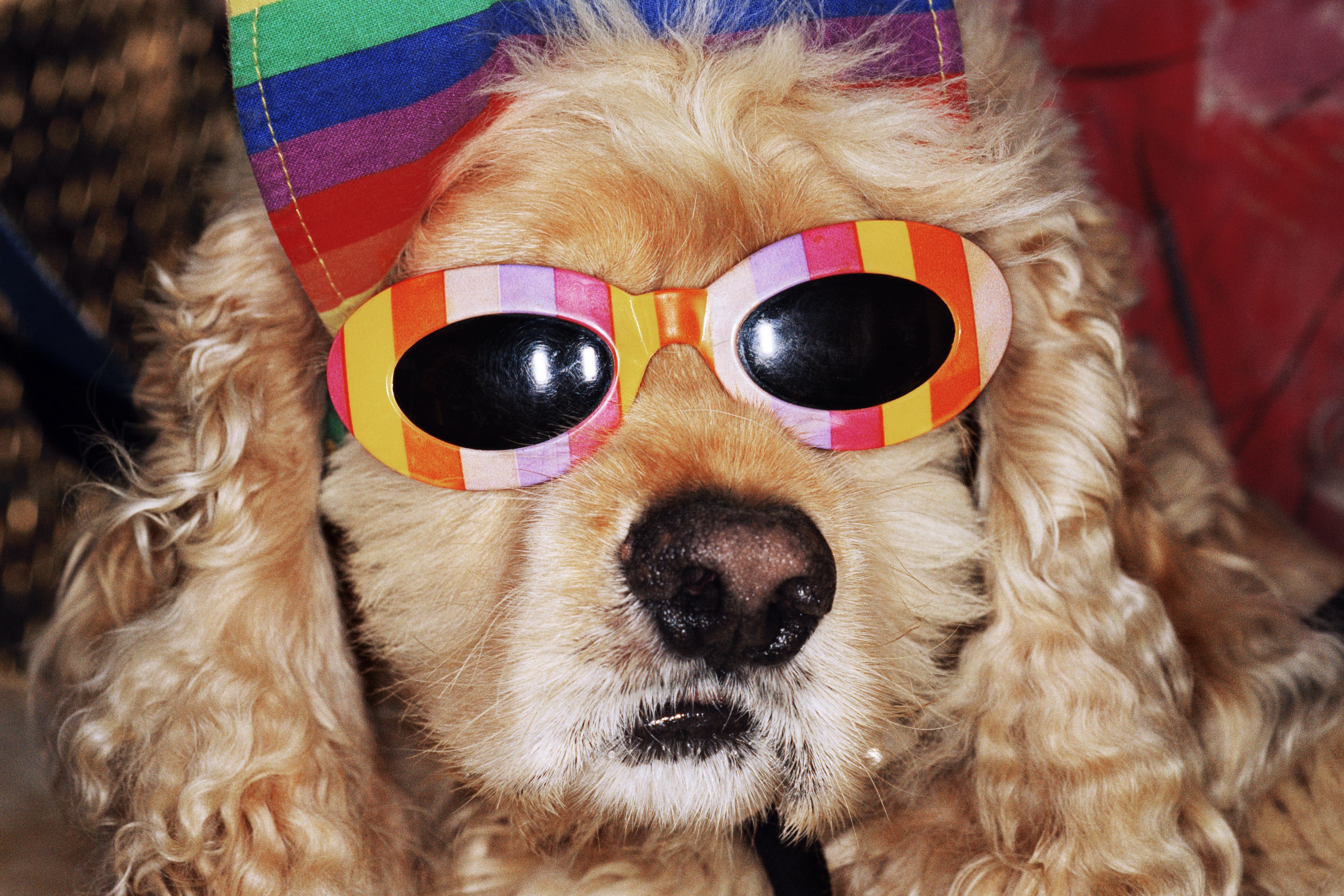 Un chien portant des lunettes de soleil colorées et un chapeau aux couleurs vives.
