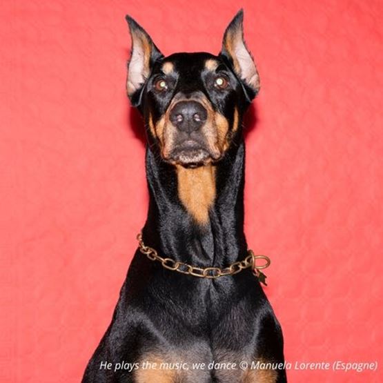 Portrait d'un doberman noir et feu portant une chaîne dorée, sur fond rouge texturé.