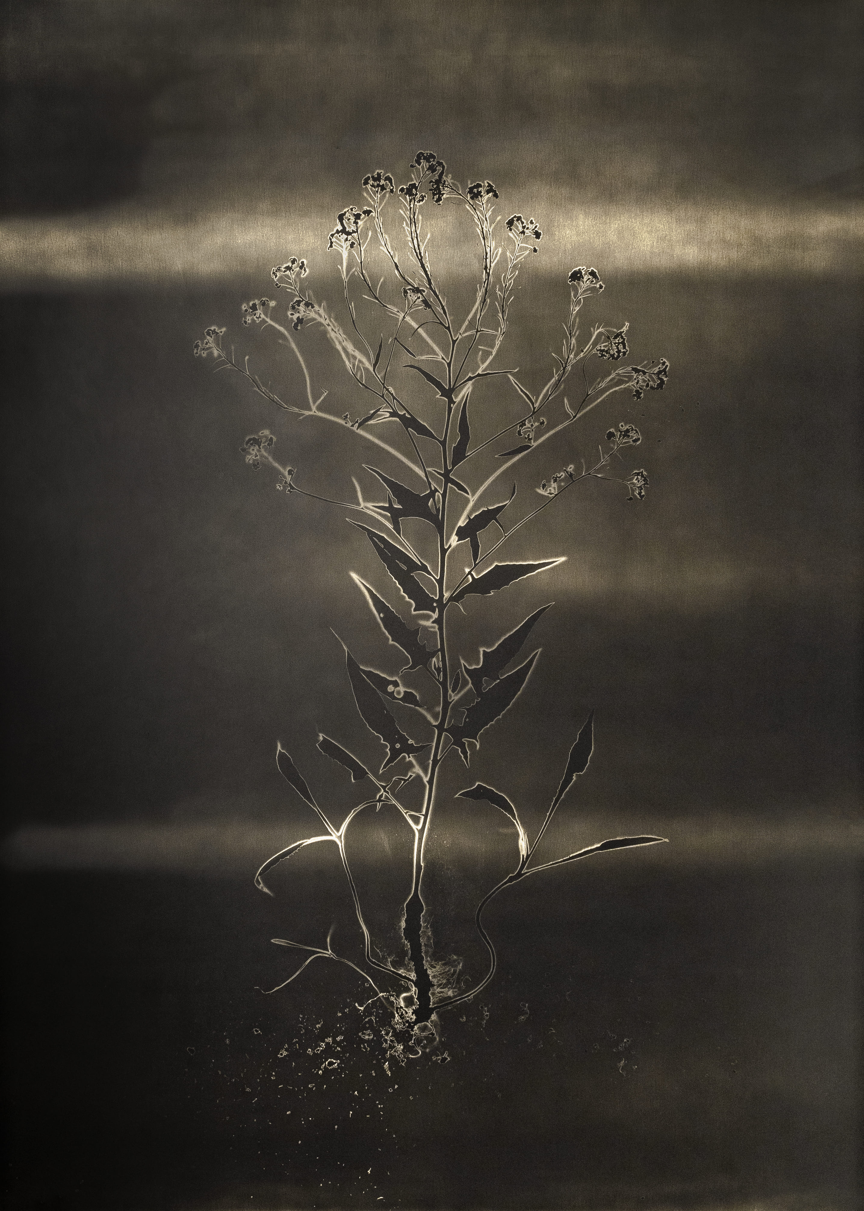 Plante sauvage avec une silhouette claire, sur fond noir, et un effet lumineux qui accentue ses contours.