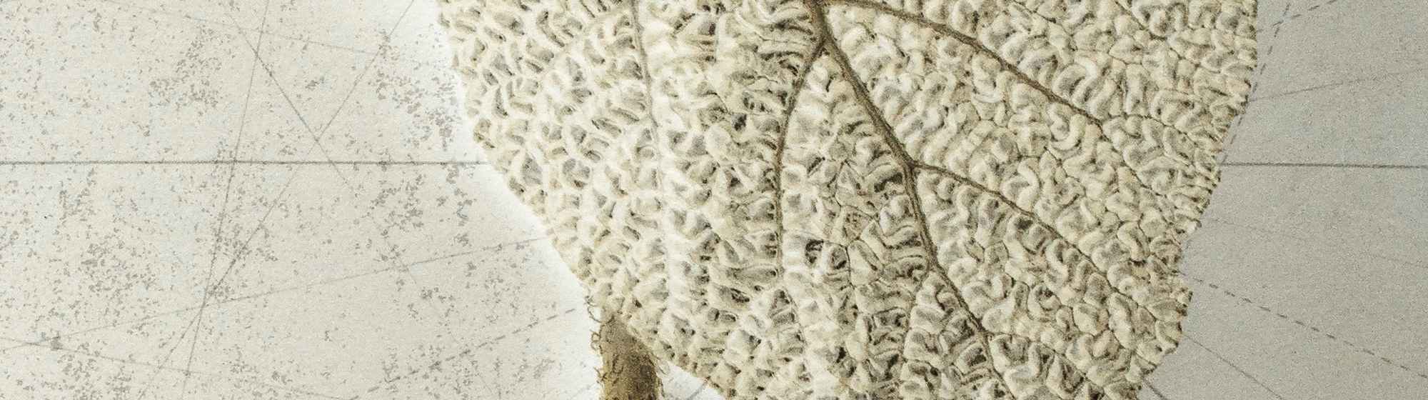 Photographie de deux feuilles de plantes blanches, chacune avec des détails délicats sur un fond beige.