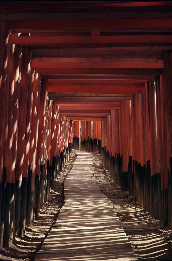Les mille torii du sanctuaire Fushimi Inari, Kyoto, 1962 Ken Domon Museum of Photography