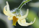 Fleur jaune 