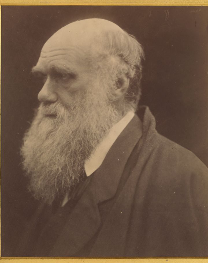 Julia Margaret Cameron Charles Darwin, 1868 Tirage albuminé. © The Royal Photographic Society Collection at the V&A